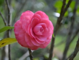 pink japanese camellia in bloom thumbnail