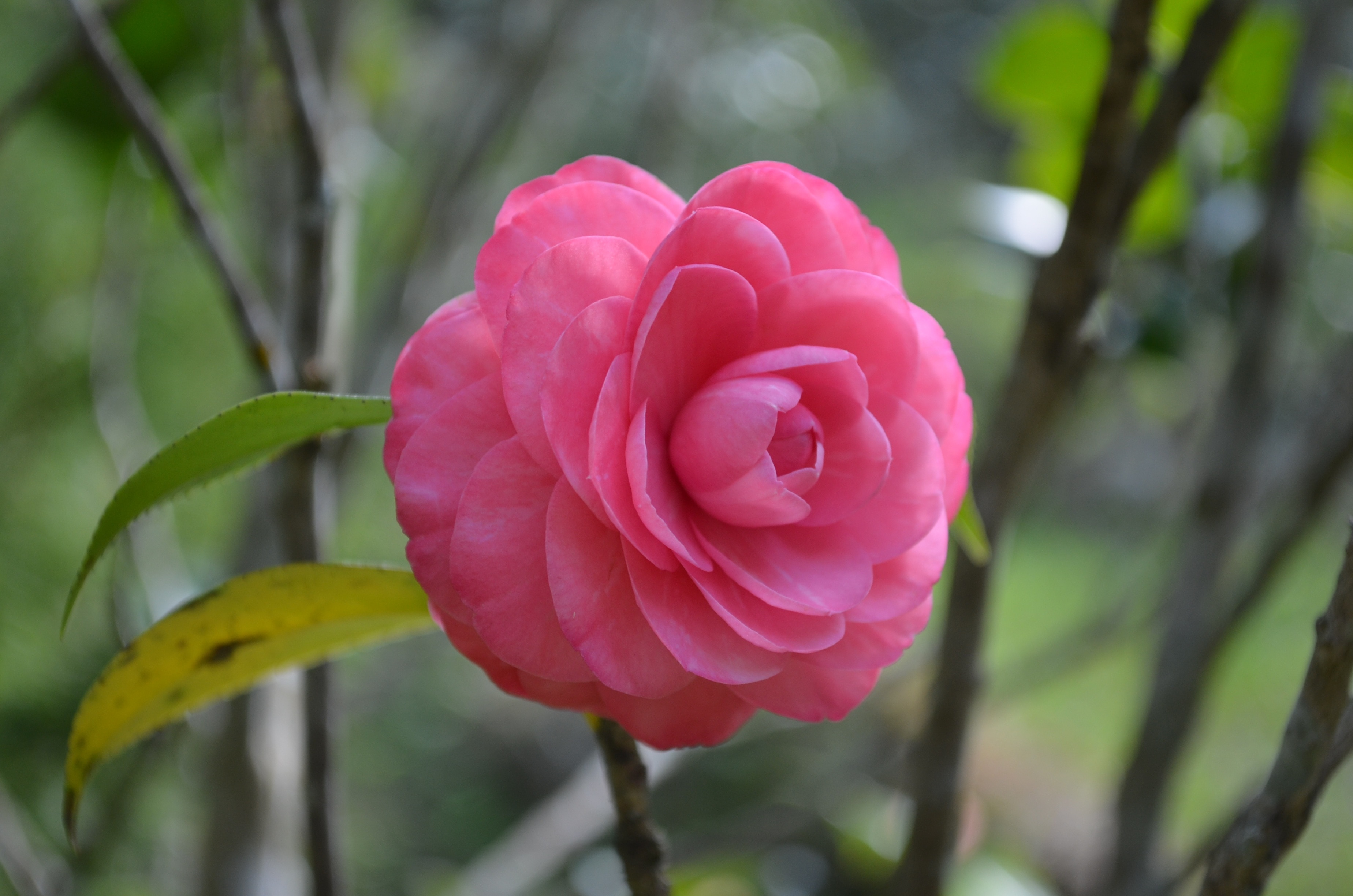 pink japanese camellia in bloom