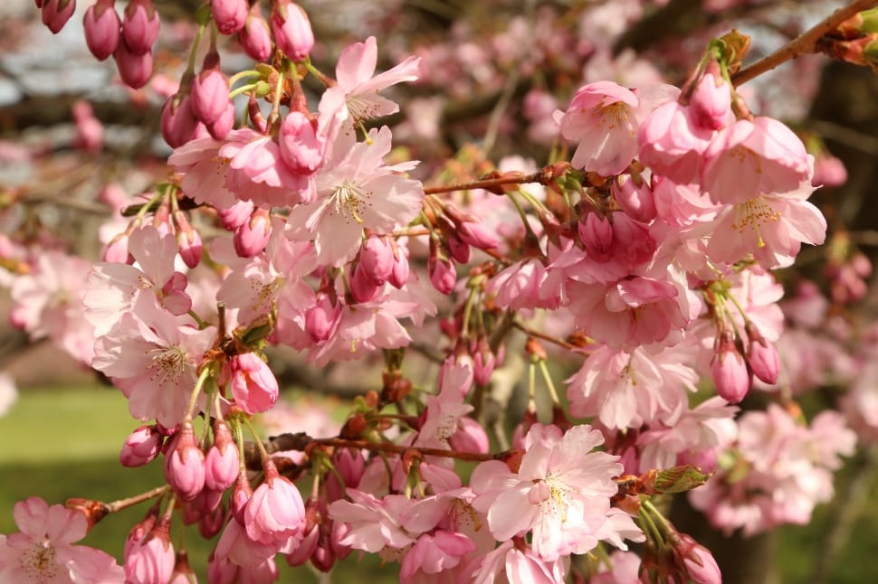 Blossom, Cherry Blossom, Spring, Flowers, flower, pink color preview