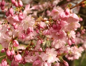 Blossom, Cherry Blossom, Spring, Flowers, flower, pink color thumbnail