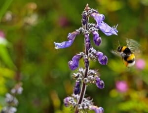 bee and purple flowers thumbnail