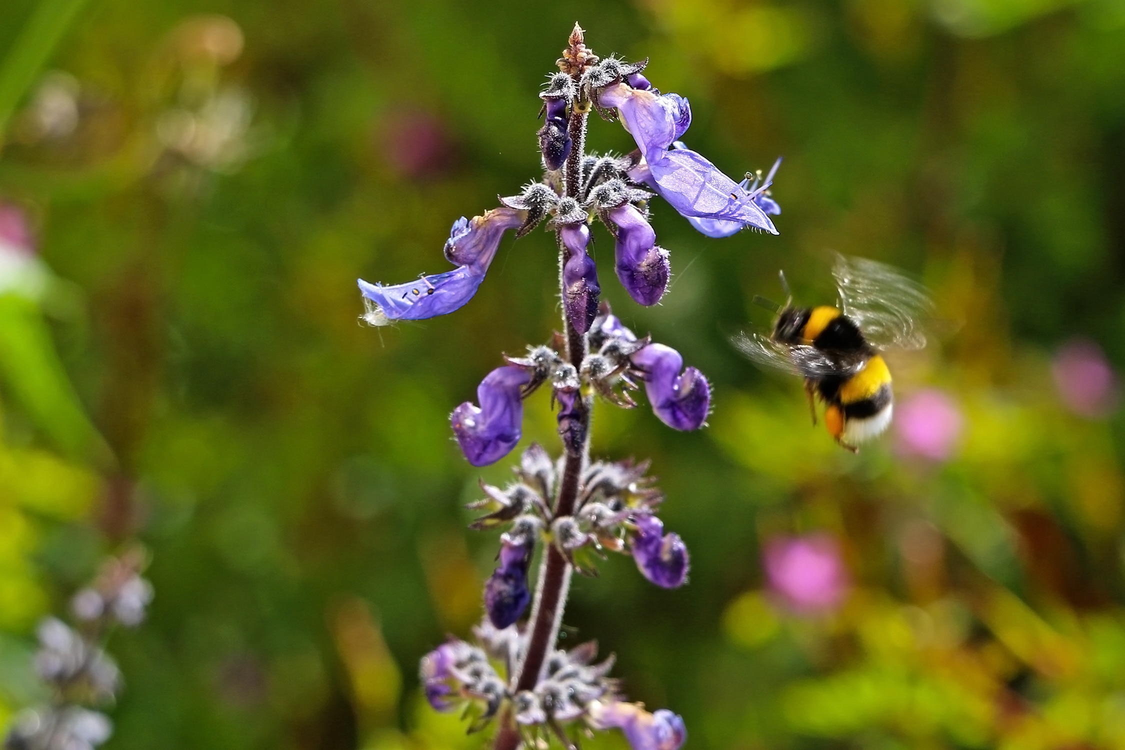 bee and purple flowers
