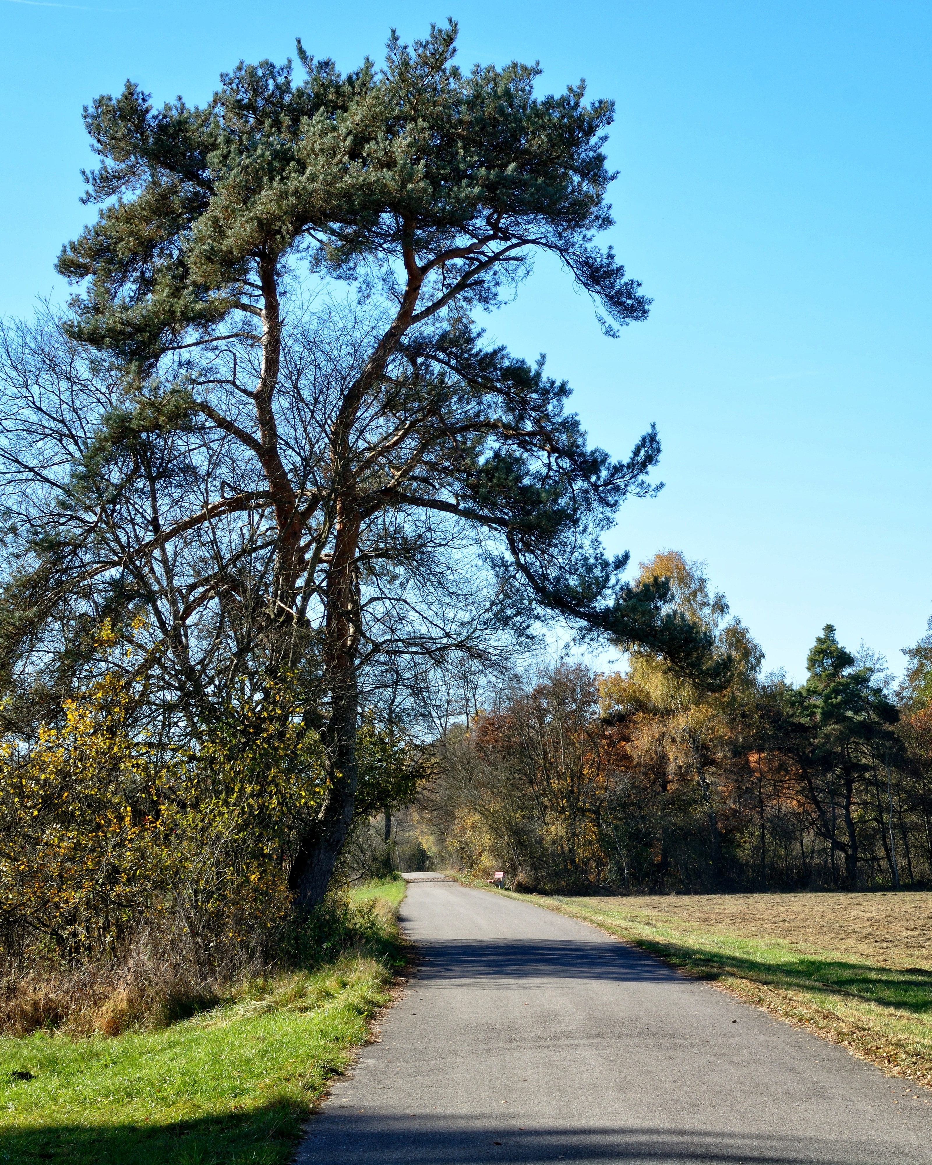 empty gray asphalt road surrounded with green trees during daytime