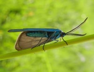 Feathery, Blue, Antennas, Insect, insect, one animal thumbnail