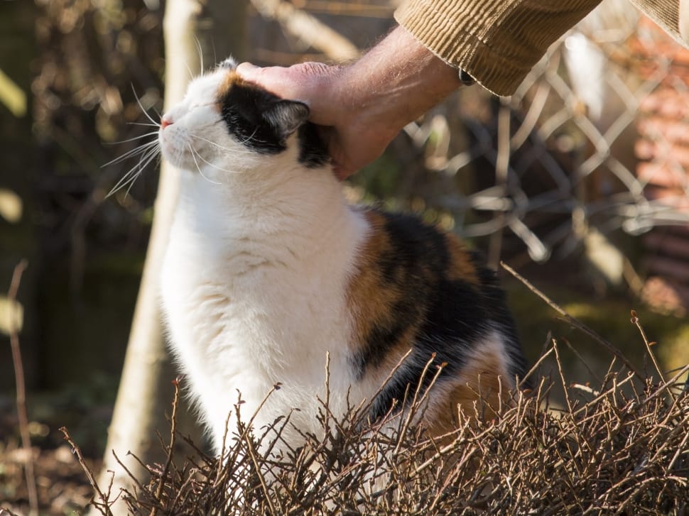 calico cat preview