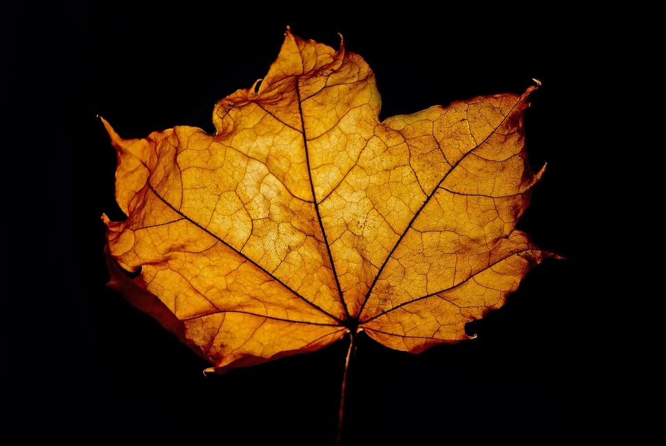 Leaves, Macro, Background, Leaf, Season, leaf, autumn preview