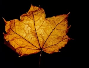 Leaves, Macro, Background, Leaf, Season, leaf, autumn thumbnail