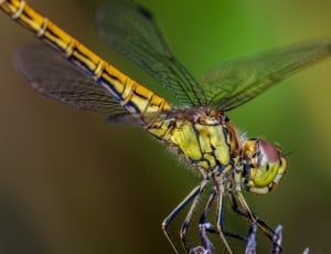 green and yellow dragonfly thumbnail
