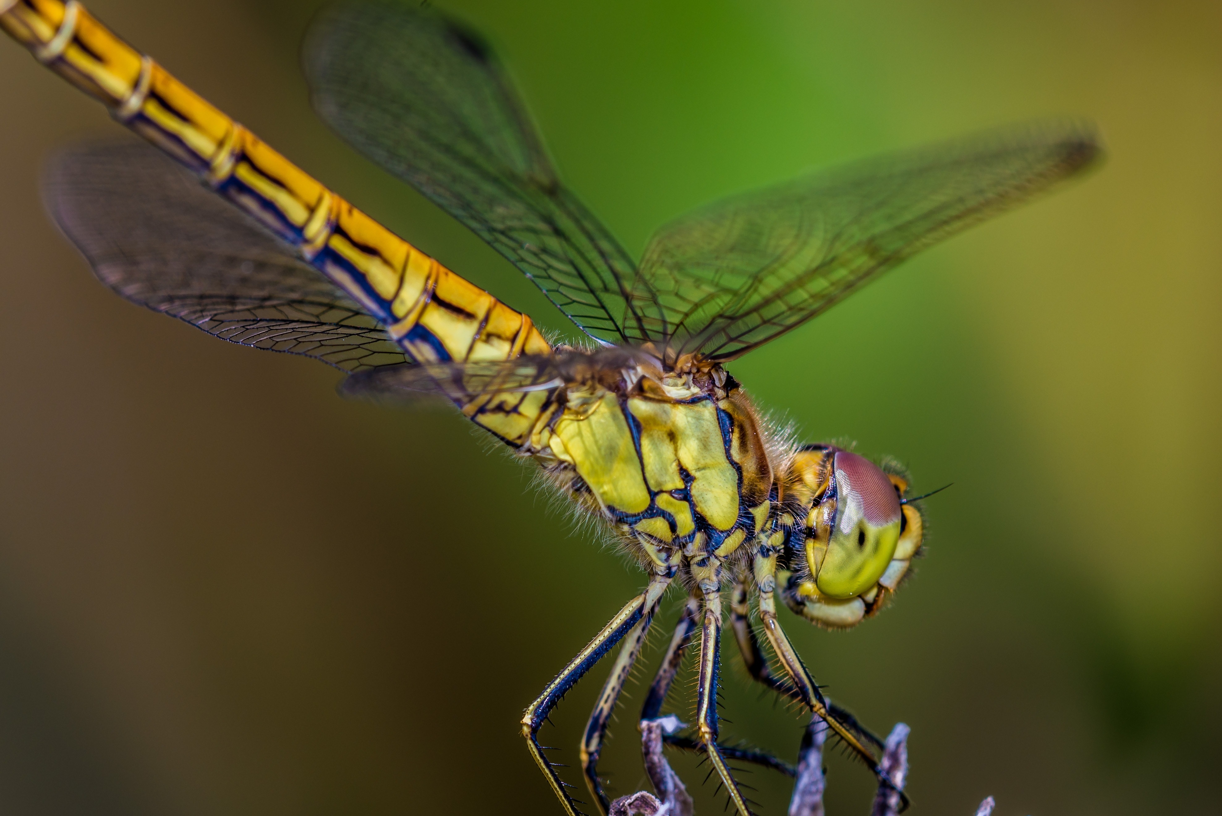 green and yellow dragonfly
