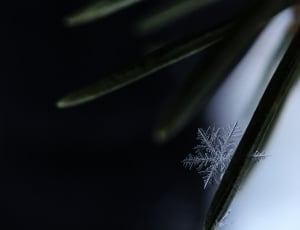 snowflakes carved thumbnail