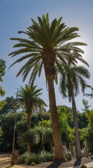 green palm plant trees thumbnail