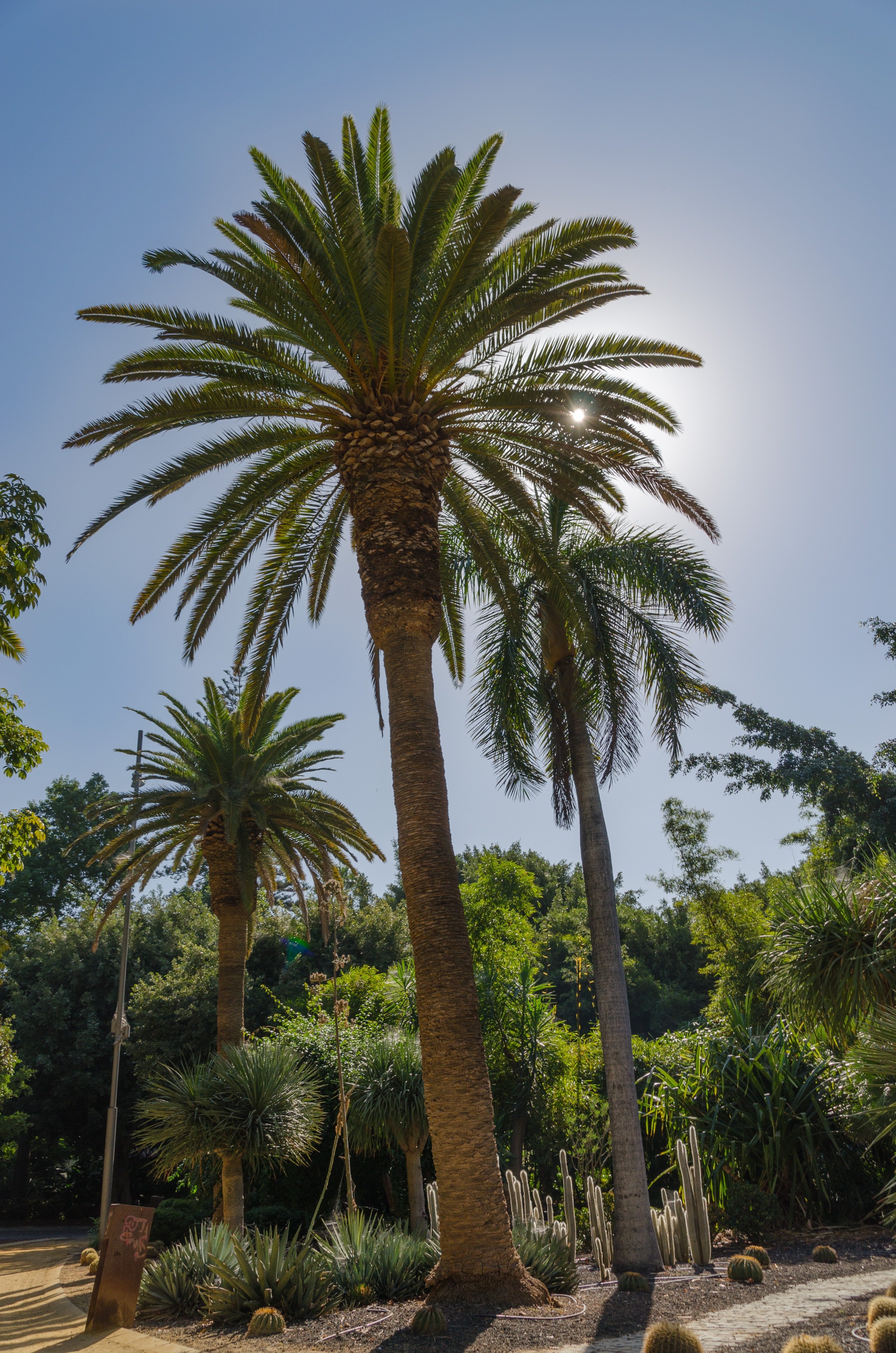 green palm plant trees