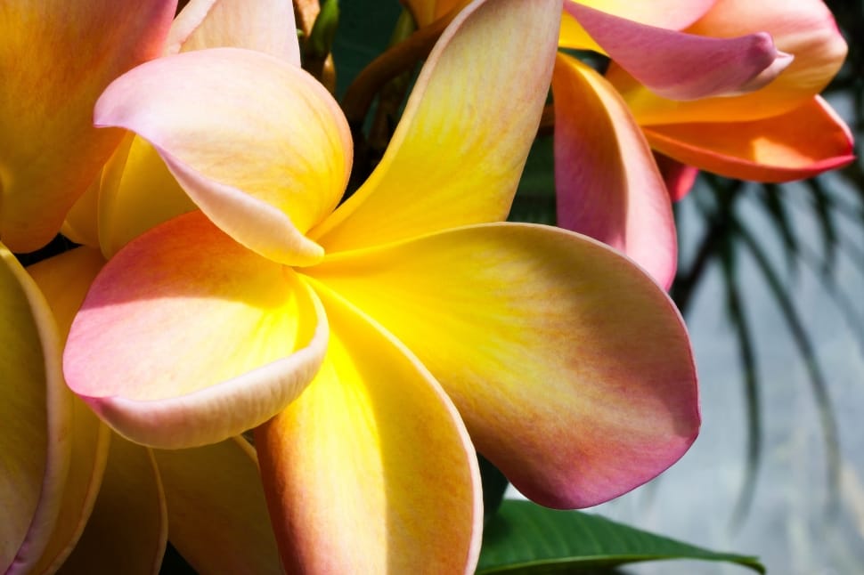 selective focus photography of yellow and pink petal flower preview