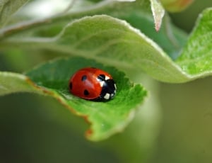 6 spotted red and black ladybug thumbnail