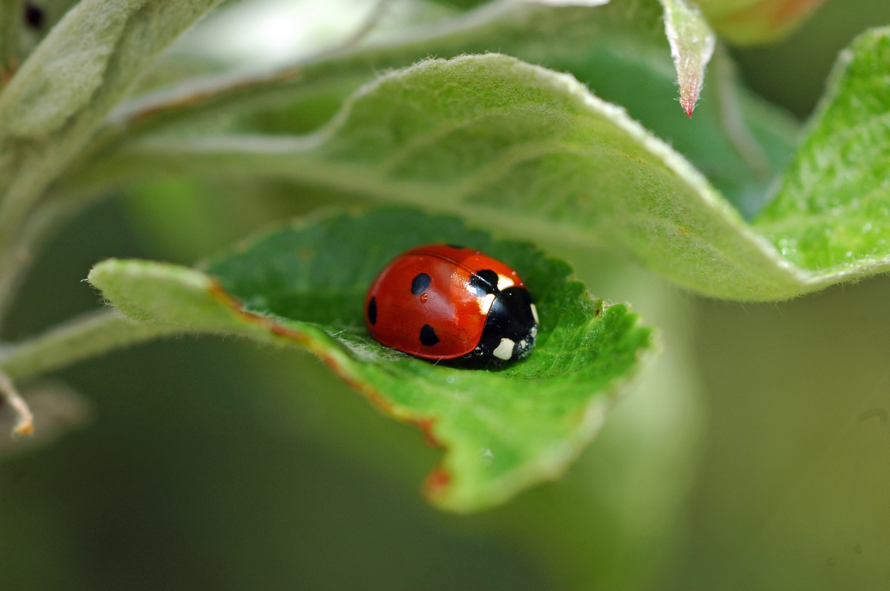 6 spotted red and black ladybug