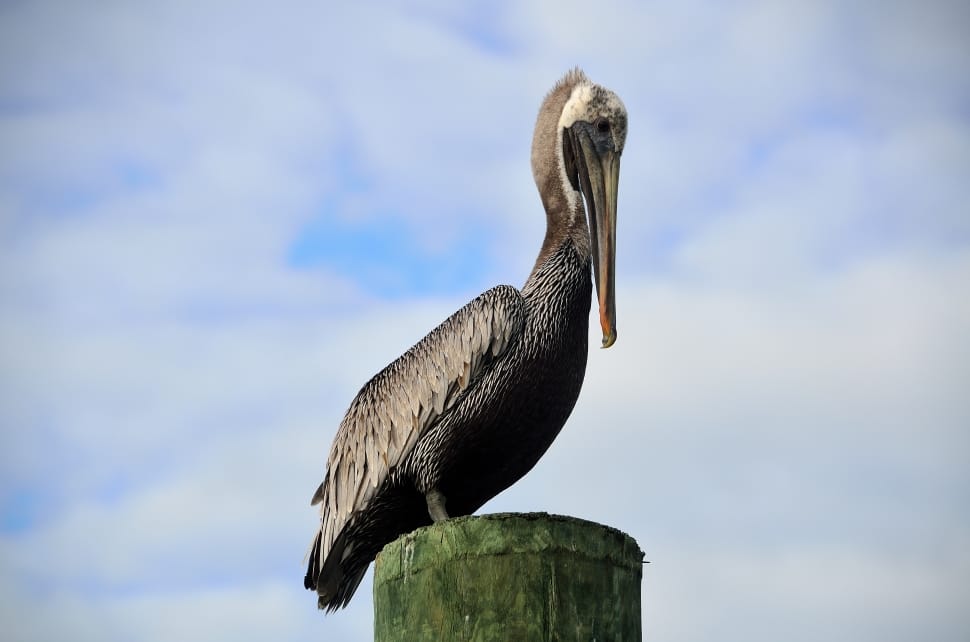 Pelican, Resting, Piling, Nature, Bird, one animal, animal wildlife preview