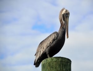Pelican, Resting, Piling, Nature, Bird, one animal, animal wildlife thumbnail