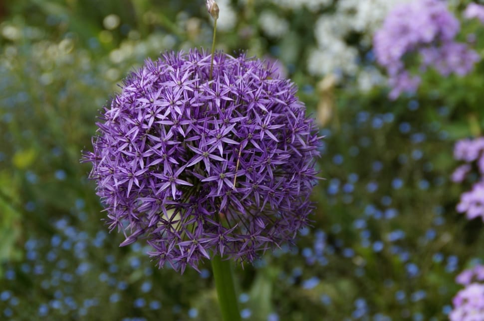 purple petaled cluster flower preview
