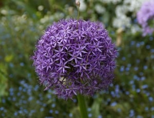 purple petaled cluster flower thumbnail
