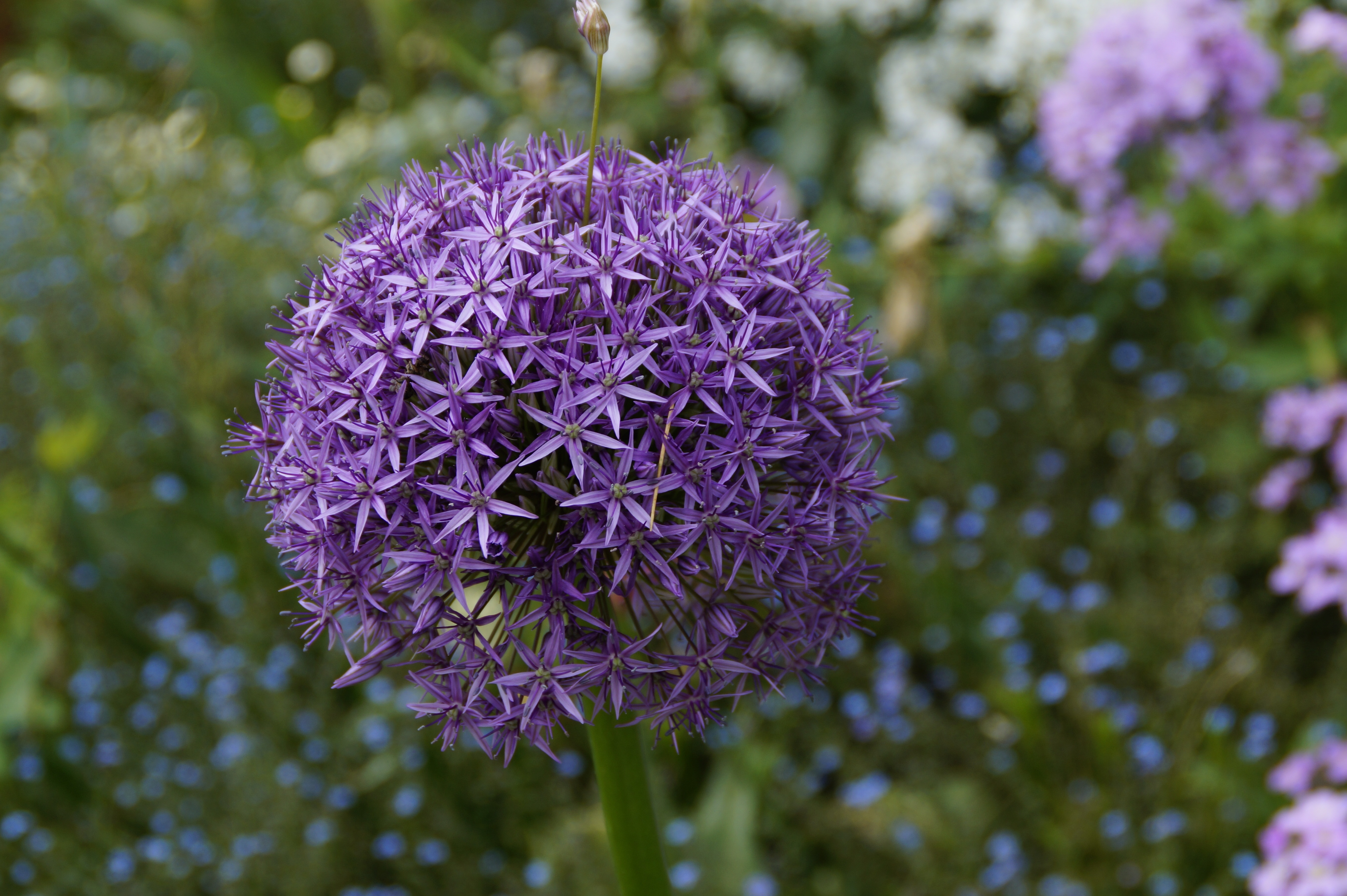 purple petaled cluster flower