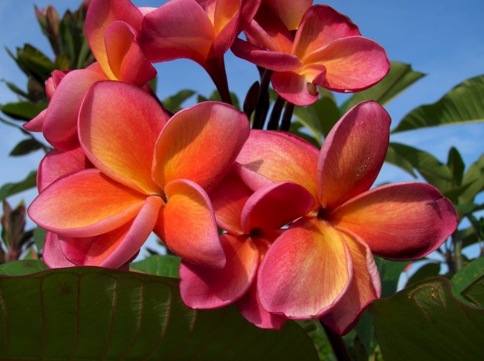 pink plumeria preview