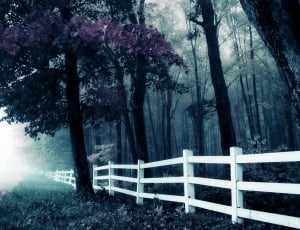 white wooden fence near trees thumbnail