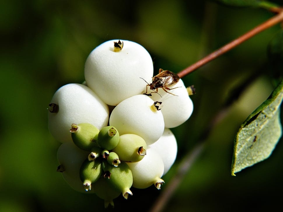 Common Snowberry, Symphoricarpas Albus, close-up, no people preview
