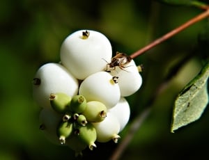 Common Snowberry, Symphoricarpas Albus, close-up, no people thumbnail