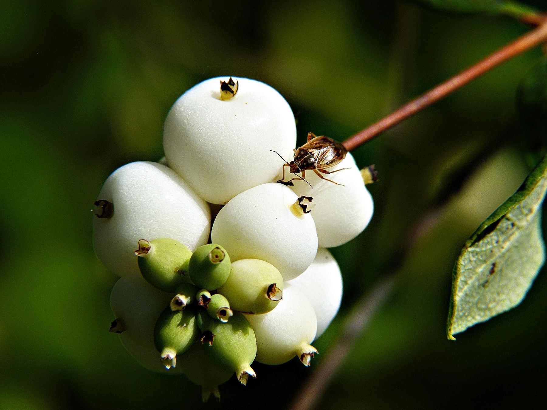 Common Snowberry, Symphoricarpas Albus, close-up, no people