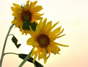 2 yellow sunflower thumbnail