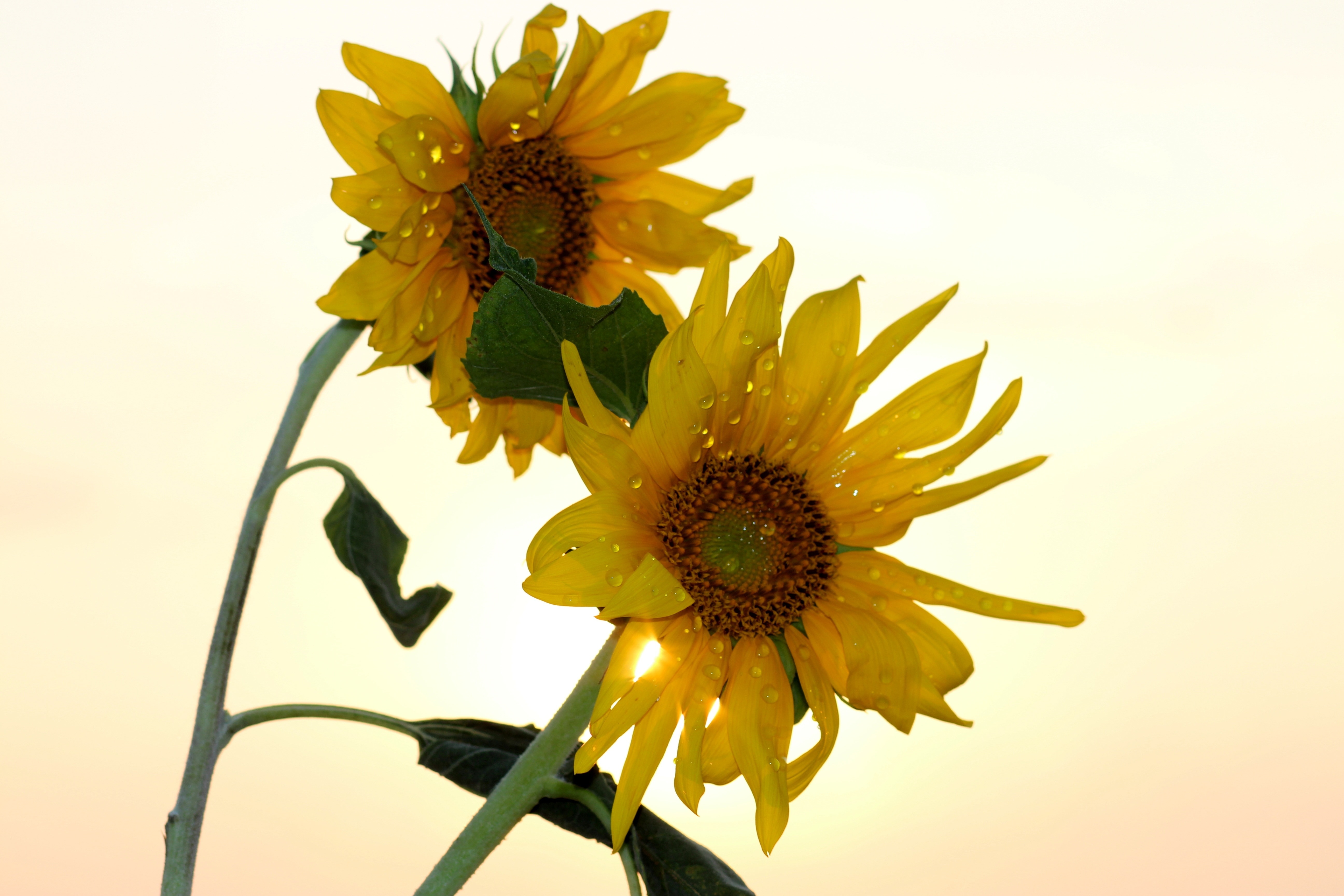 2 yellow sunflower