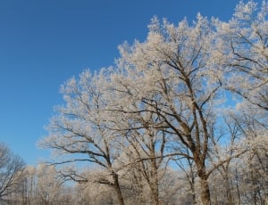 Forest, Trees, Frost, Landscape, Cold, bare tree, tree thumbnail