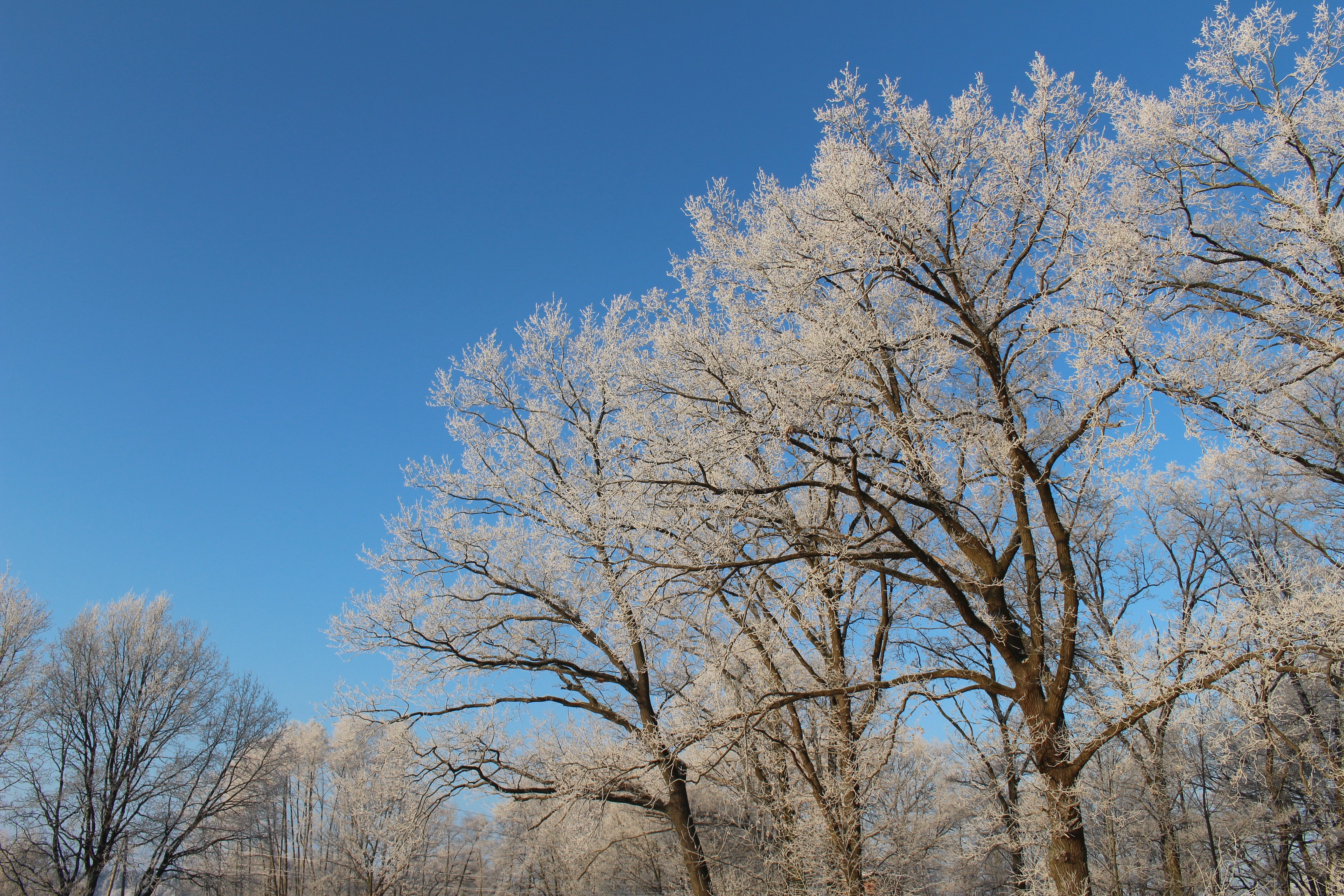 Forest, Trees, Frost, Landscape, Cold, bare tree, tree