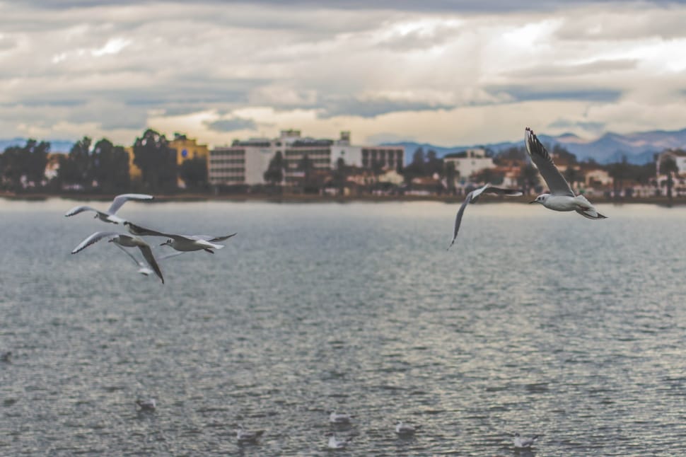 a flock of seagull flying over calm water during daytime preview