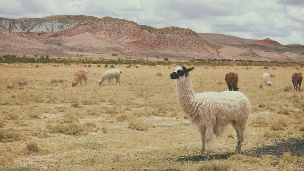 herd of llama in brown grass field preview