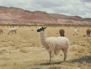 herd of llama in brown grass field thumbnail