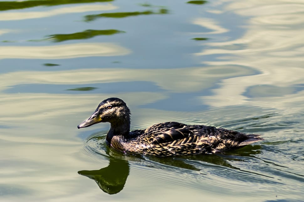 brown and black duck swimming on body of water preview