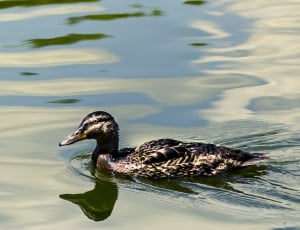 brown and black duck swimming on body of water thumbnail