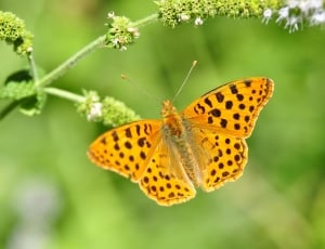 Spring, Nature, Butterfly, Summer, butterfly - insect, insect thumbnail