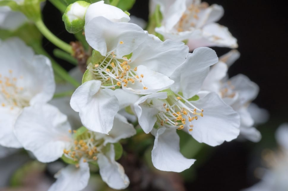Closeup, Flower, Blossom, Peach, White, flower, white color preview