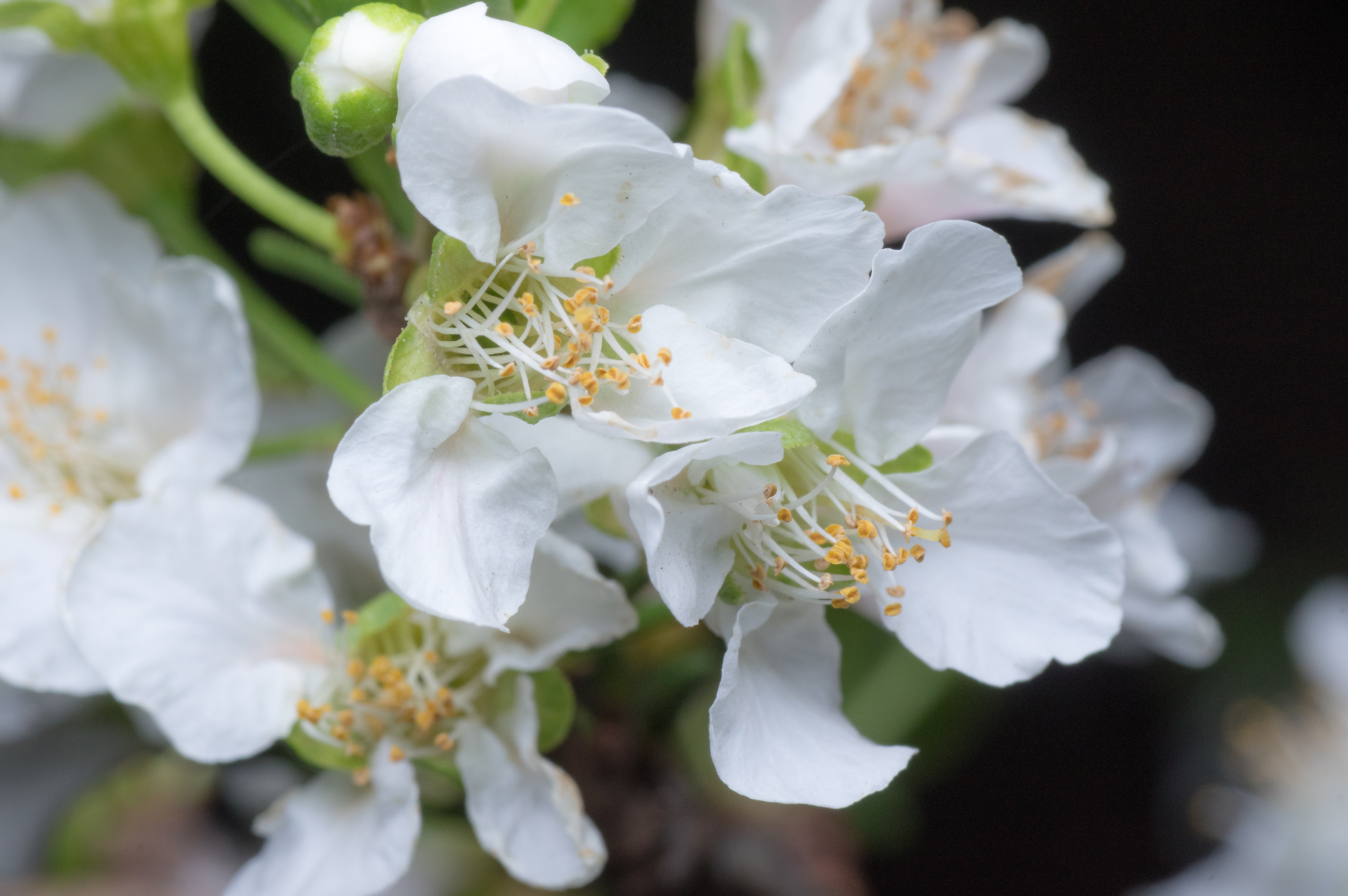 Closeup, Flower, Blossom, Peach, White, flower, white color