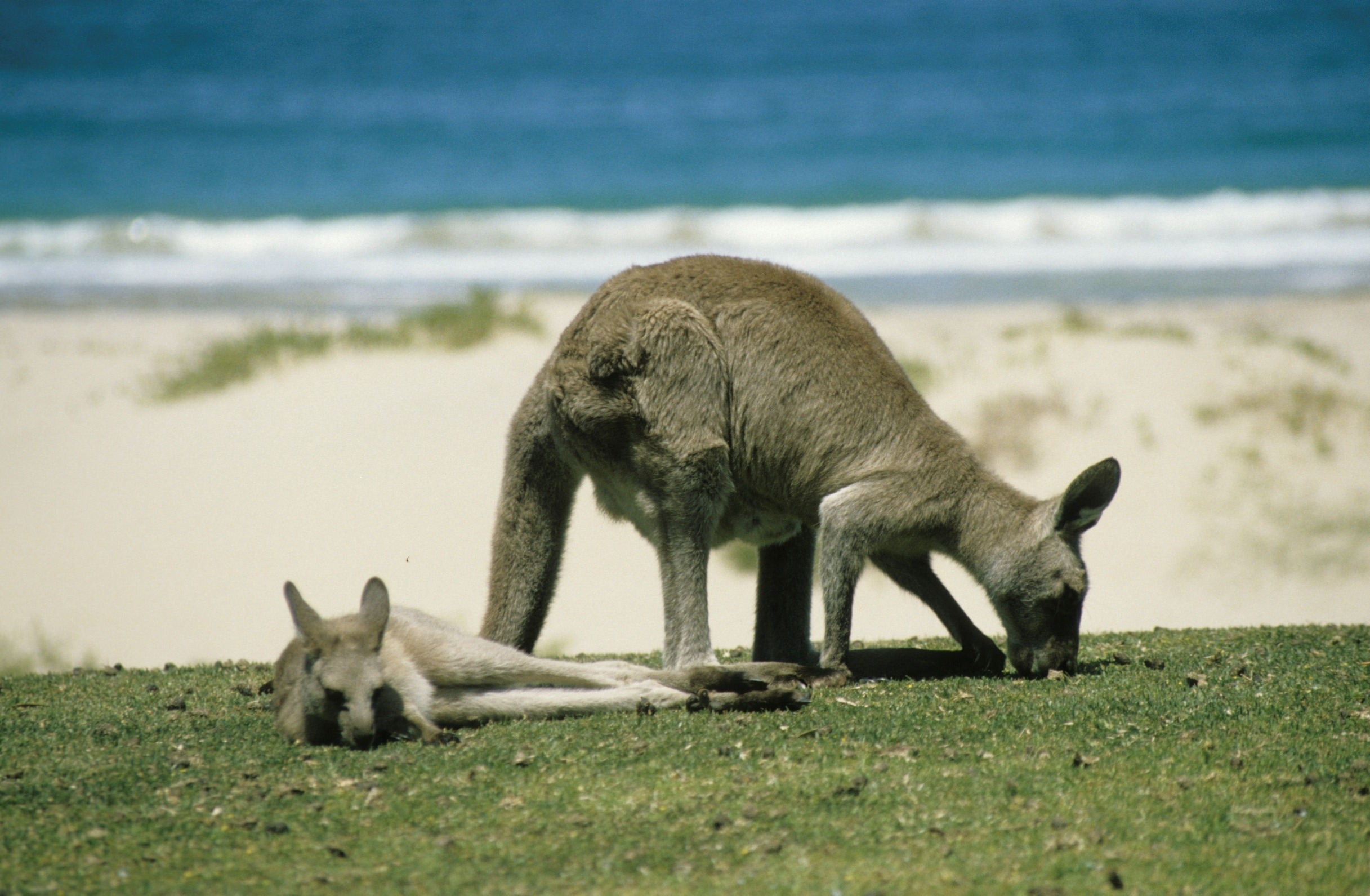 adult kangaroo