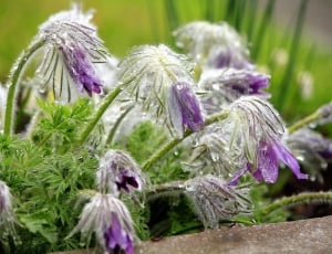 green and violet flower thumbnail