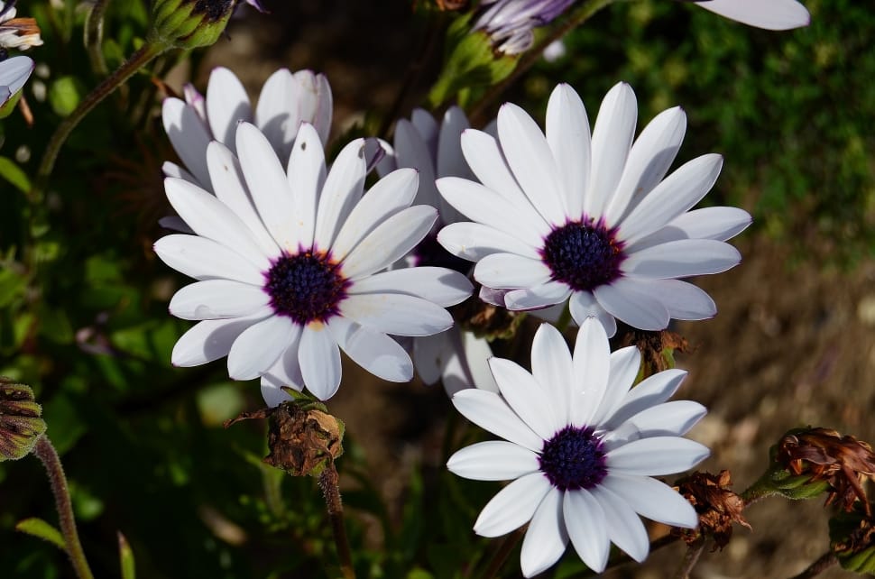 Flowers, Margaritas, African Daisy, white color, flower preview