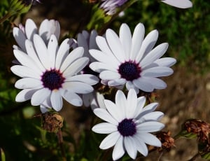 Flowers, Margaritas, African Daisy, white color, flower thumbnail