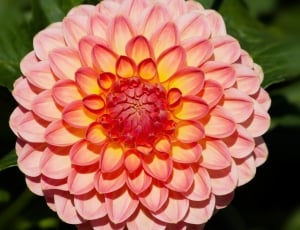 pink and yellow petaled flower thumbnail
