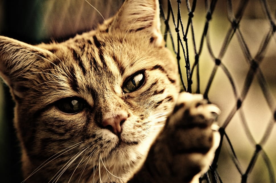 Cat, Sepia, Sweet, Tiger, Cute, Mackerel, domestic cat, one animal preview