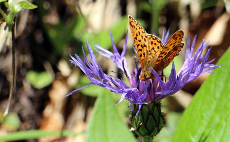 high brown fritillary butterfly preview