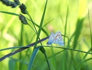 silver studded blue butterfly thumbnail