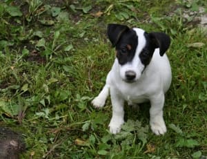 white and black puppy thumbnail